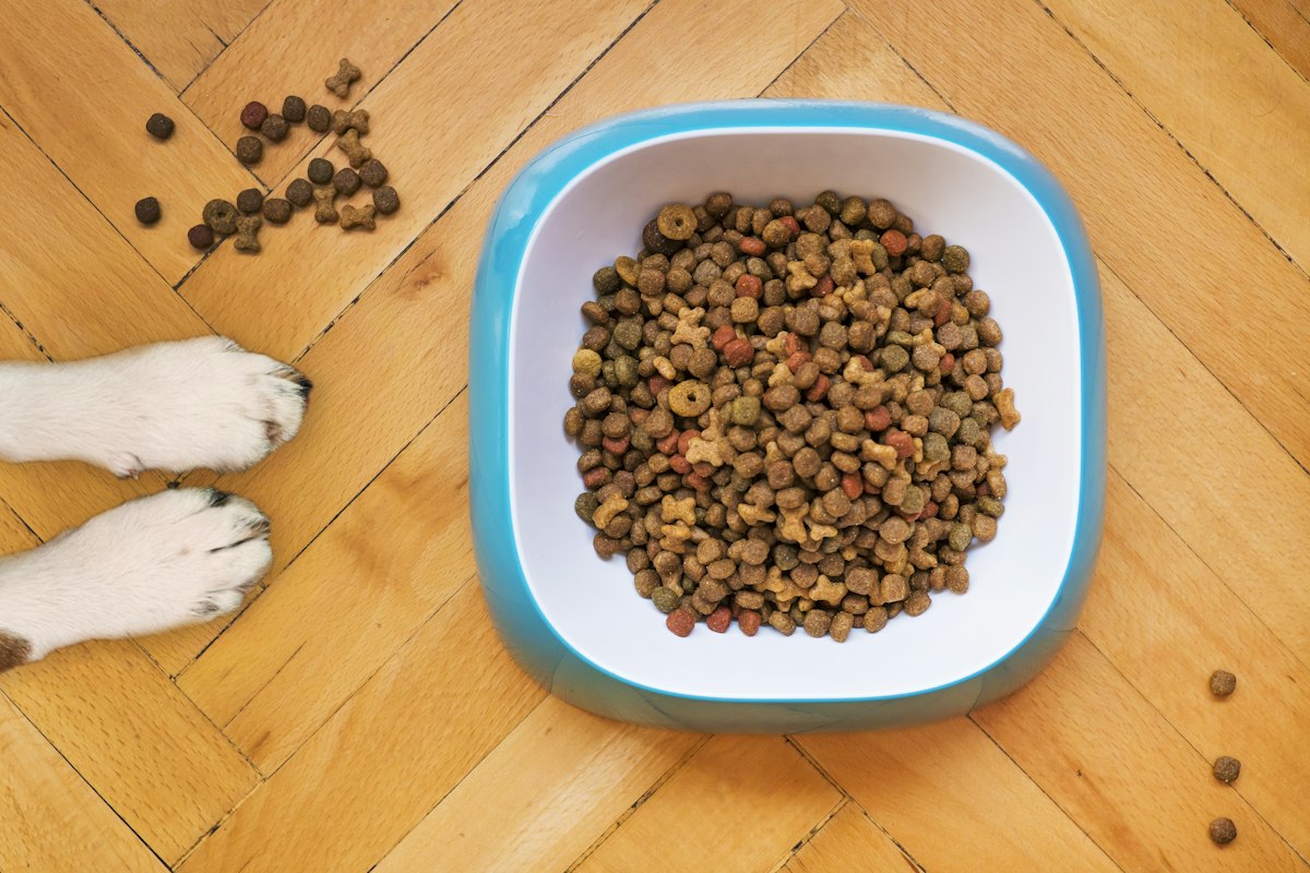 Plato con alimento balanceado para perro