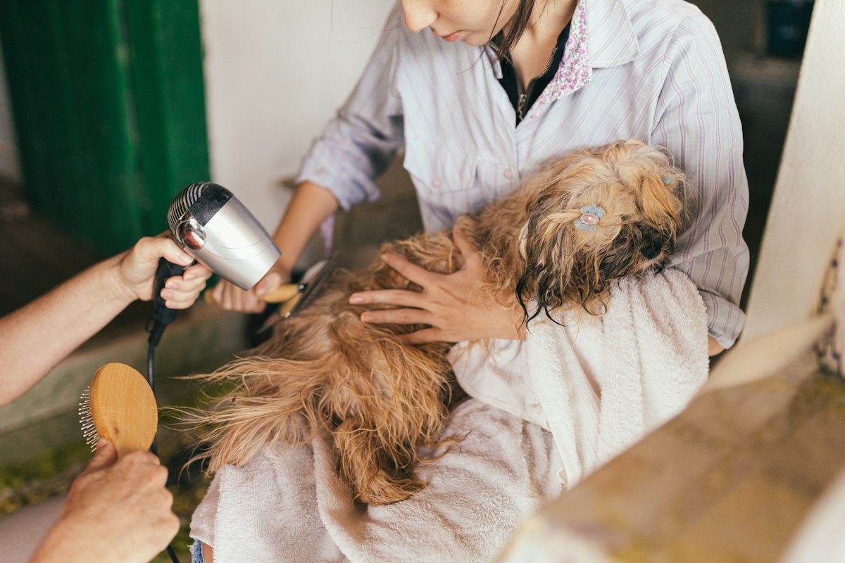 Perro recibiendo secado después del baño