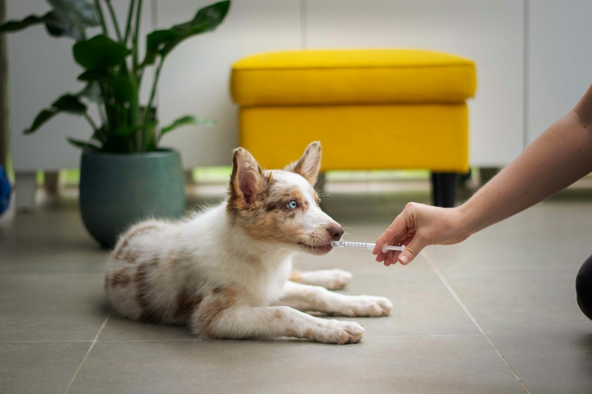 Cachorro recibiendo un premio