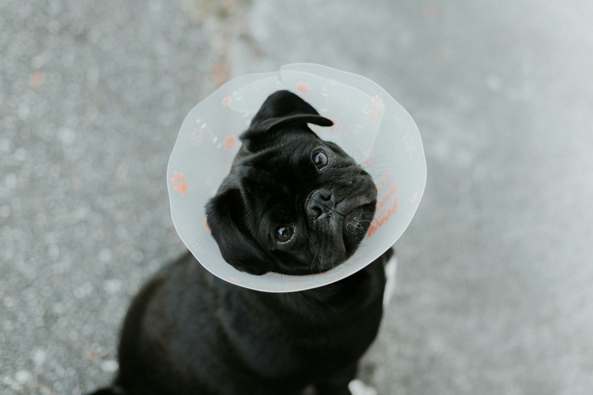 Perro pug recuperándose con collar isabelino