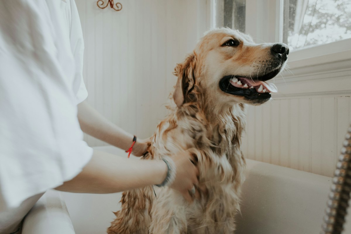 Veterinaria acariciando a un golden retriever durante la consulta