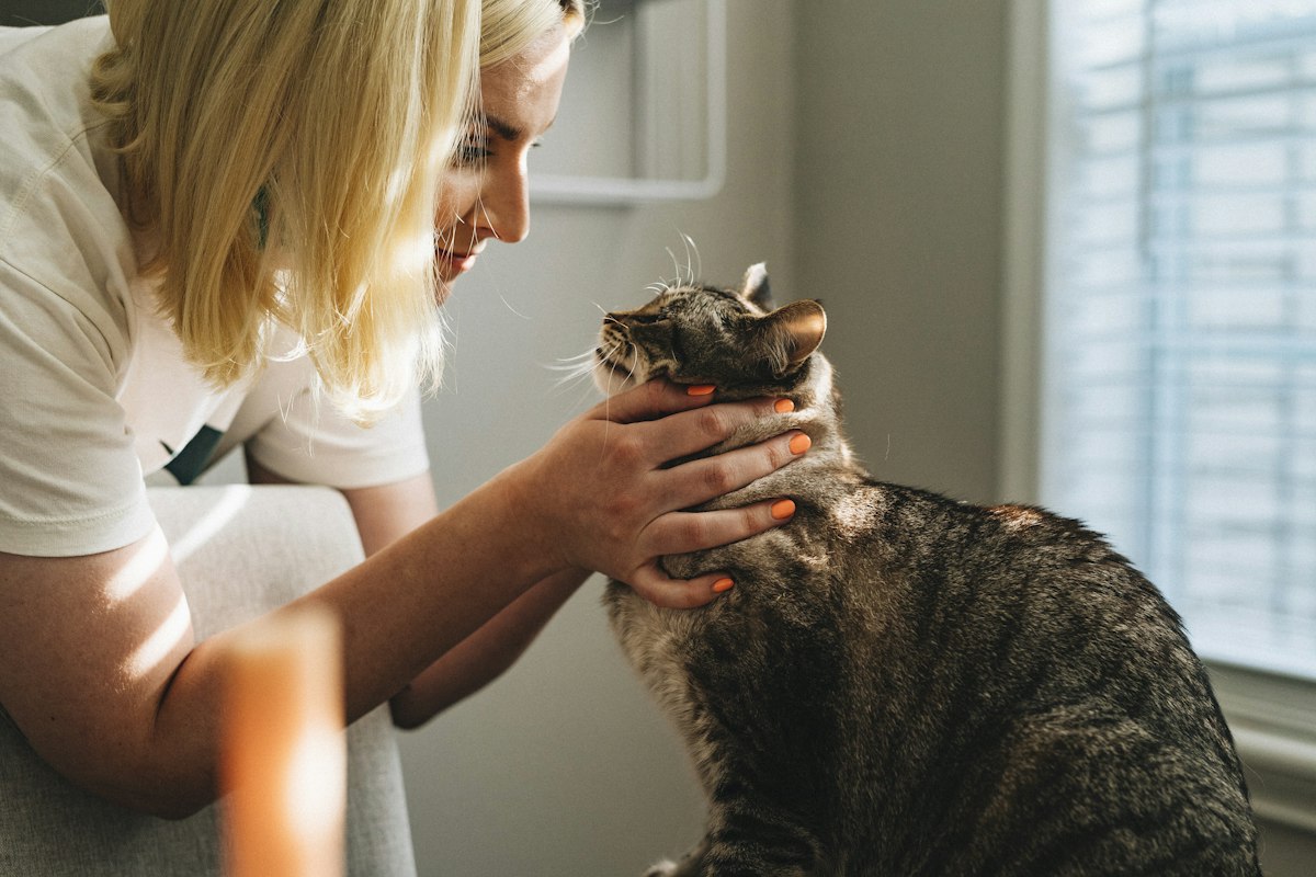 Médica veterinaria revisando con cariño a un gato