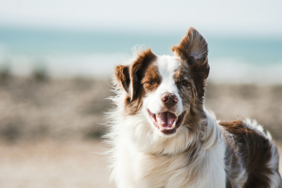 Perro sonriente en la playa