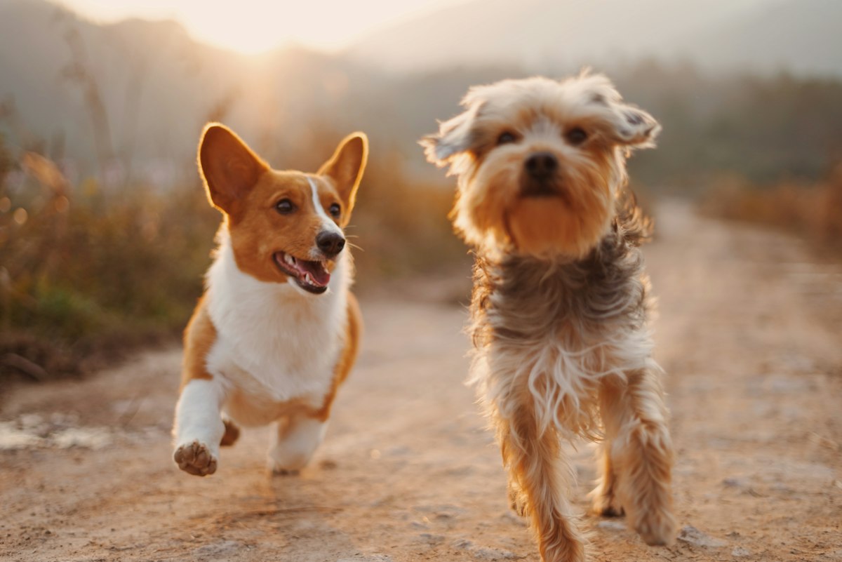 Dos perros corriendo felices