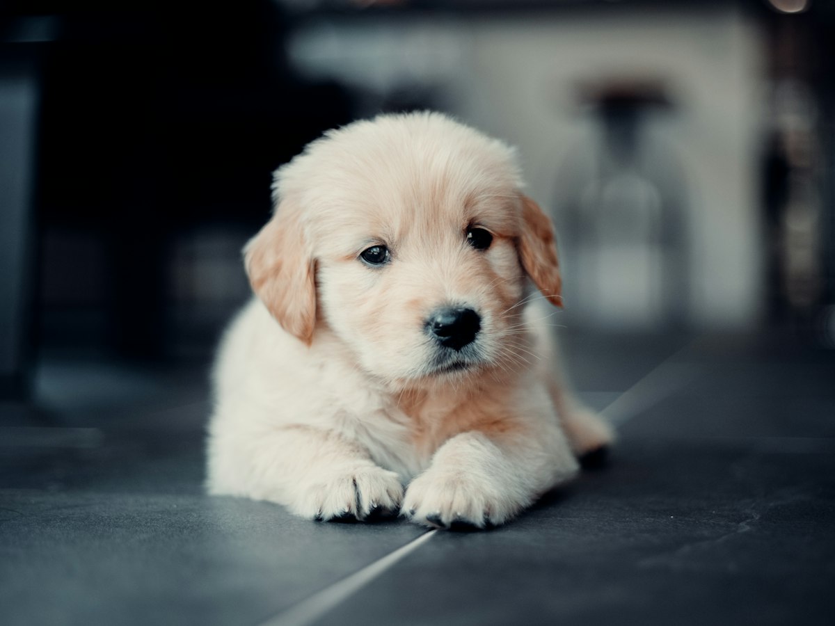 Cachorro golden retriever